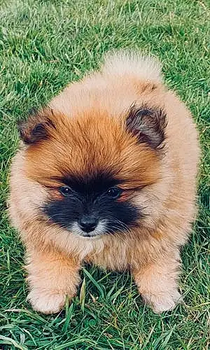 Pomeranian Dog Hugo