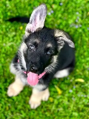 Name German Shepherd Dog Libby