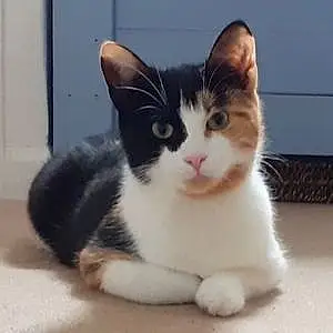 Name British Shorthair Cat Hattie