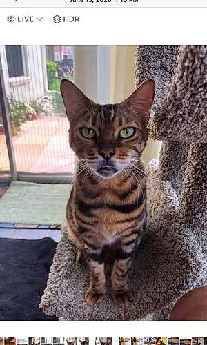 Bengal Cat Coco
