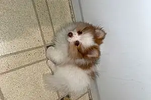 Pomeranian Dog Canelo