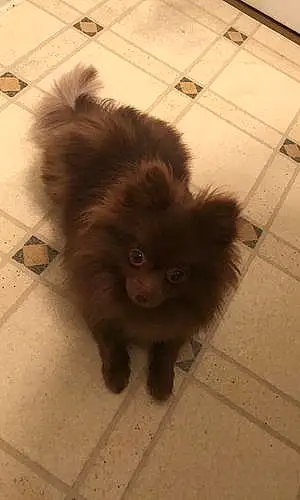 Pomeranian Dog Coco