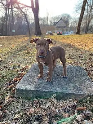 Name Pitt Bull Terrier Dog Hondo