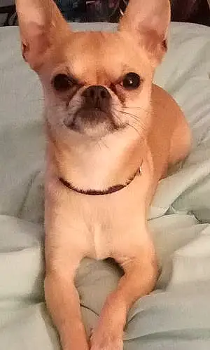 Name Chihuahua Dog Chapo