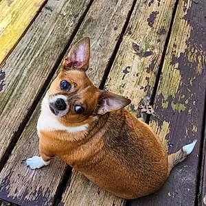 Name Chihuahua Dog Lexie