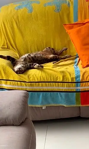 Bengal Cat Apollo