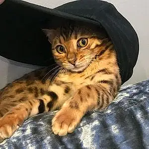 Bengal Cat Minnie