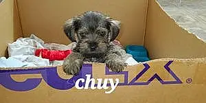 Name Schnauzer Dog Chuy