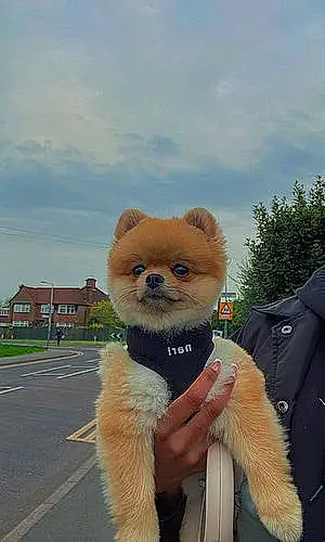 Pomeranian Dog Nari