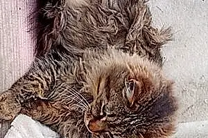 Name Maine Coon Cat Fluffy