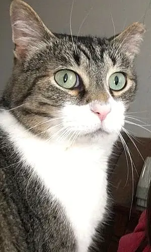 Name American Shorthair Cat Gemini