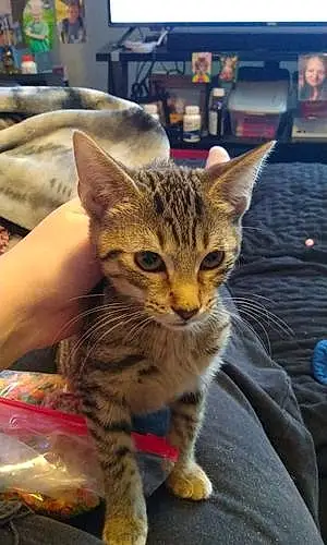 Name Savannah Cat Kitana