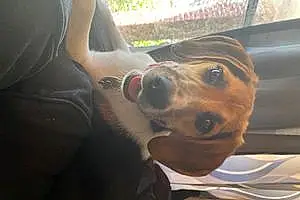 Name Beagle Dog Cola