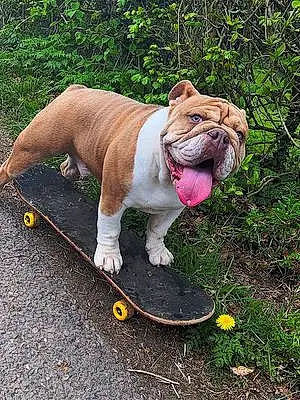 Bulldog Dog Reggie