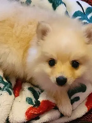 Pomeranian Dog Todd