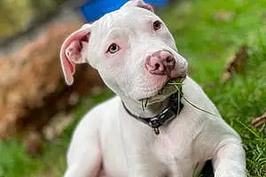 Name Pitt Bull Terrier Dog Diablo