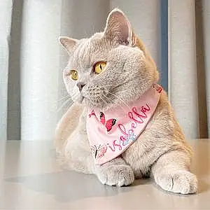 Name British Shorthair Cat Isabella