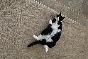 Name Cat Fatty