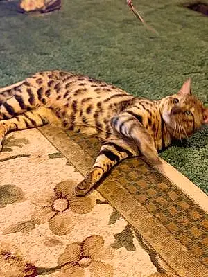 Bengal Cat Bambam