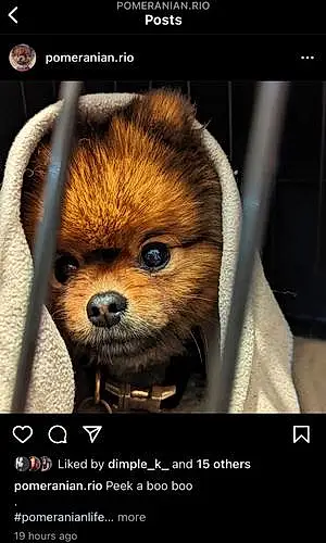Pomeranian Dog Rio