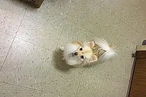 Pomeranian Dog Gigi