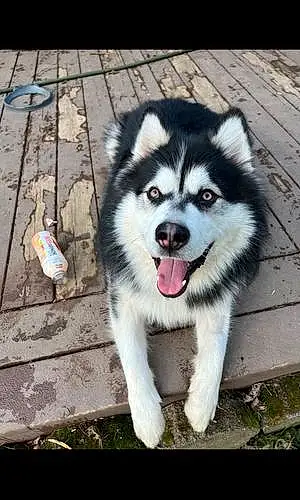 Alaskan Malamute Dog Zion