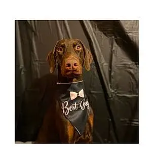 Doberman Pinscher Dog Winston