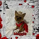 Dog, Dog Supply, Carnivore, Dog breed, Red, Fawn, Font, Companion dog, Snout, Liver, Rose, Pet Supply, Pattern, Event, Working Animal, Furry friends, Photo Caption, Carmine, Fashion Accessory