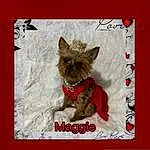 Dog, Dog breed, Carnivore, Dog Supply, Fawn, Companion dog, Rectangle, Liver, Snout, Font, Working Animal, Canidae, Pet Supply, Toy Dog, Paper Product, Fashion Accessory, Pattern, Photo Caption, Paper