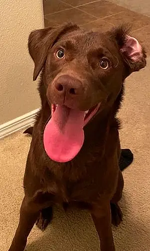 Name Labrador Retriever Dog Charli