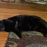 Cat, Wood, Carnivore, Small To Medium-sized Cats, Felidae, Bombay, Hardwood, Tail, Whiskers, Dog breed, Terrestrial Animal, Wood Stain, Domestic Short-haired Cat, Black cats, Furry friends, Guard Dog, Claw, Borador