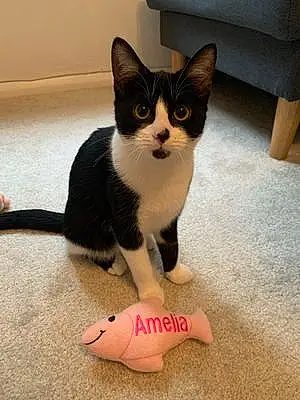 Name Cat Amelia