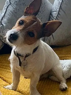 Jack Russell Dog Henry