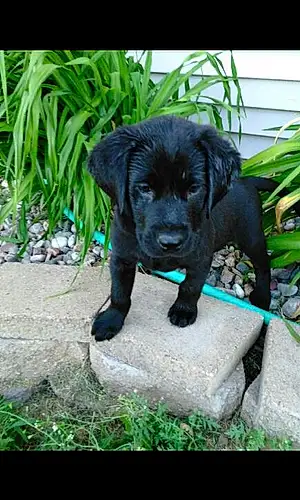 Name Labrador Retriever Dog Kota
