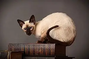 Siamese Cat Bronté