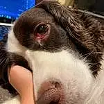 Dog, Eyes, Dog breed, Jaw, Ear, Carnivore, Working Animal, Companion dog, Whiskers, Liver, Snout, Close-up, Canidae, Furry friends, Border Collie, Paw, Street dog