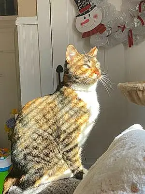 Bengal Cat Peppa