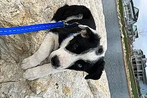Name Border Collie Dog Blue