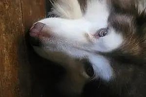 Alaskan Malamute Dog Archie