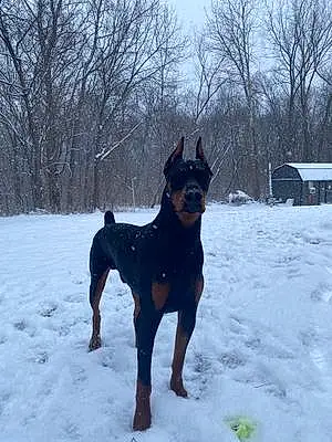 Winter Doberman Pinscher Dog Bronx
