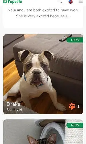 Name American Bully Dog Drake
