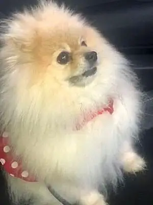Pomeranian Dog Cindy