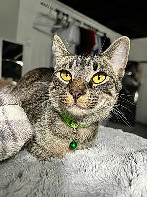 Tabby Cat Arlo