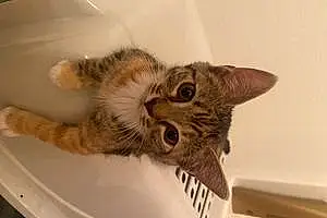 Tabby Cat Penelope
