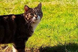 Tabby Cat Maisie