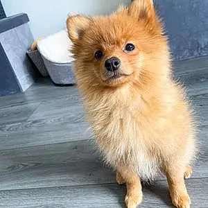 Pomeranian Dog Pablo Escobark
