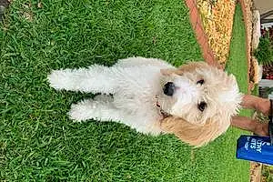 Goldendoodle Dog Lucy