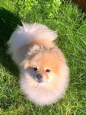 Pomeranian Dog Willy