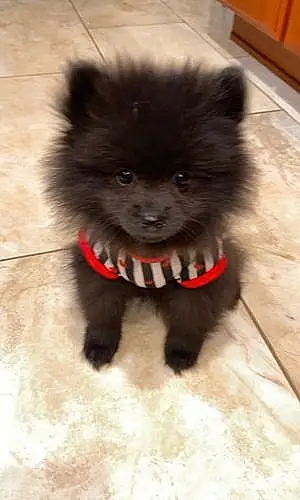 Pomeranian Dog Milo