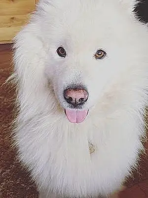Name Samoyed Dog Blizzard